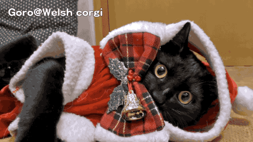 cat christmas gif find share on giphy medium