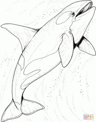 orca whale in the ocean coloring page free printable coloring pages medium