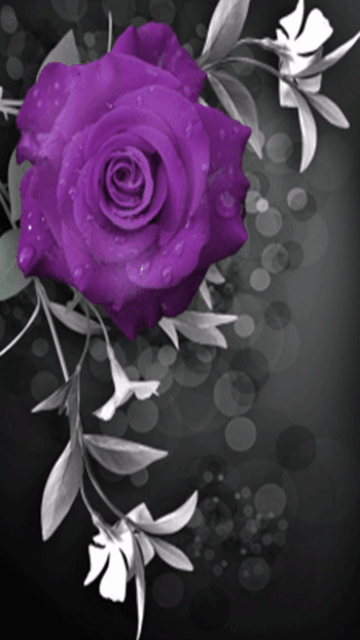 purple rose touch of color gifs pinterest purple roses medium