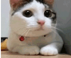 cat no gif find share on giphy medium