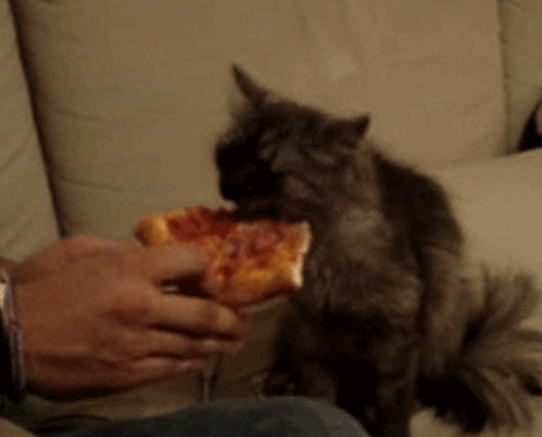 pizza cat gifs wifflegif medium