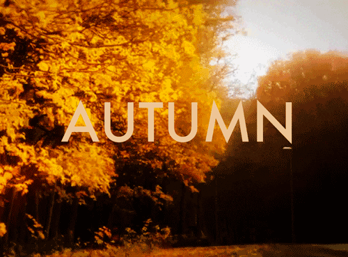 fall wind gif find share on giphy medium