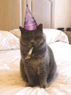 happy birthday cat gifs get the best gif on giphy medium