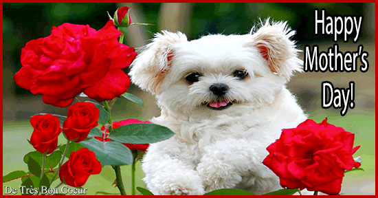 cute puppy wishing mother s day free happy mother s day medium