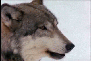 howling wolf gifs get the best gif on giphy medium