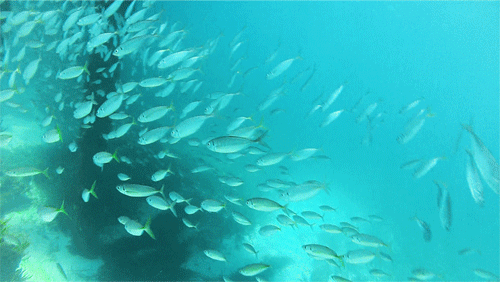gif fish loop swim animated gif on gifer by nightflame medium