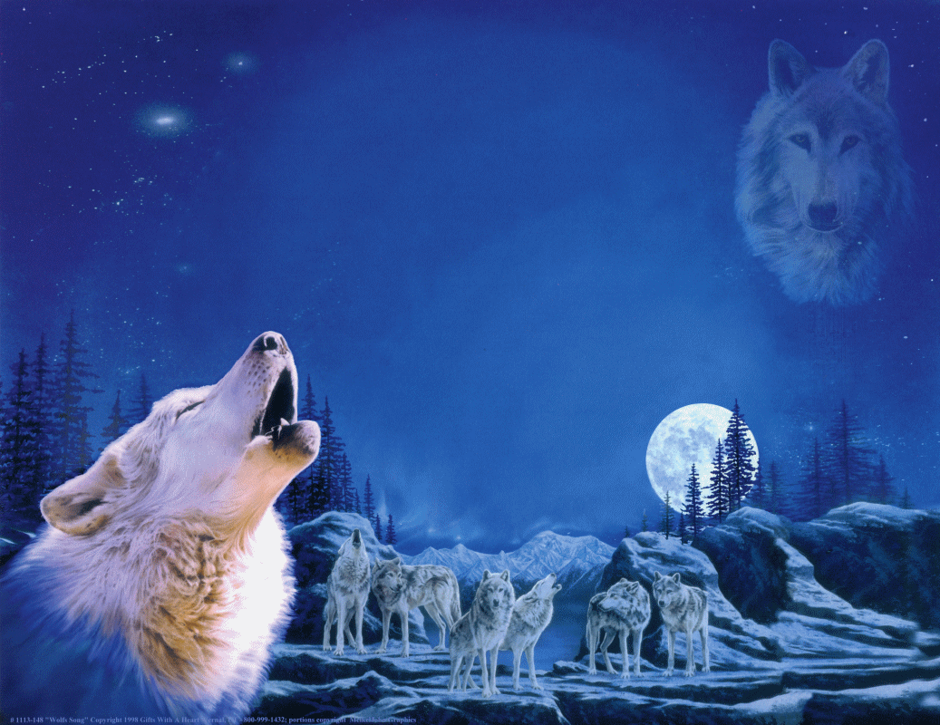 wolf pack deep blue night scene of wolf pack full moon culture medium