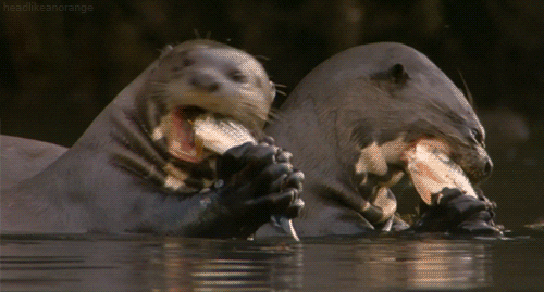 otter eating gif find share on giphy medium
