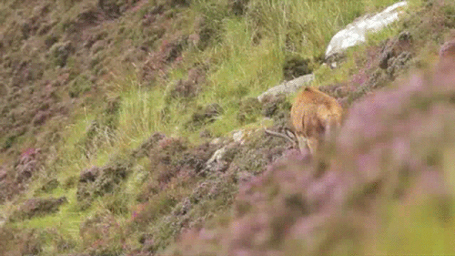 red deer gif find share on giphy medium