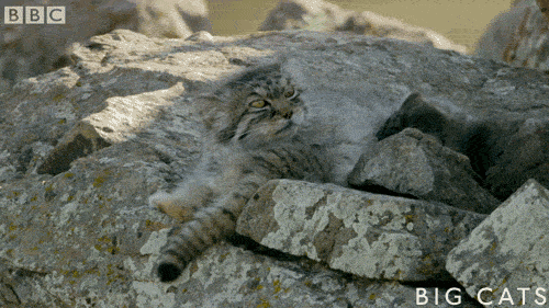bbc big cats gifs get the best gif on giphy medium