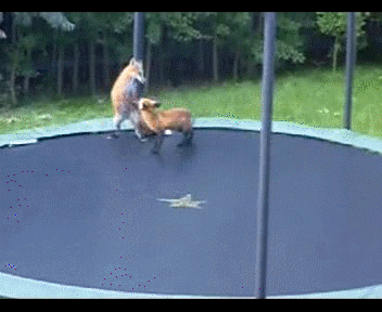 kids trampolines gif find share on giphy medium