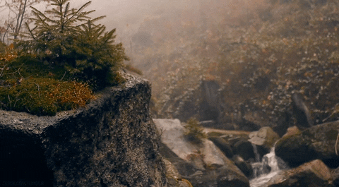 misty forest gifs get the best gif on giphy medium