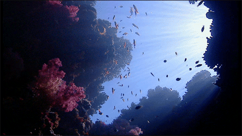 coral reef gif find share on giphy medium