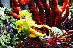 seahorse ocean animals gif on gifer by thordilhala medium