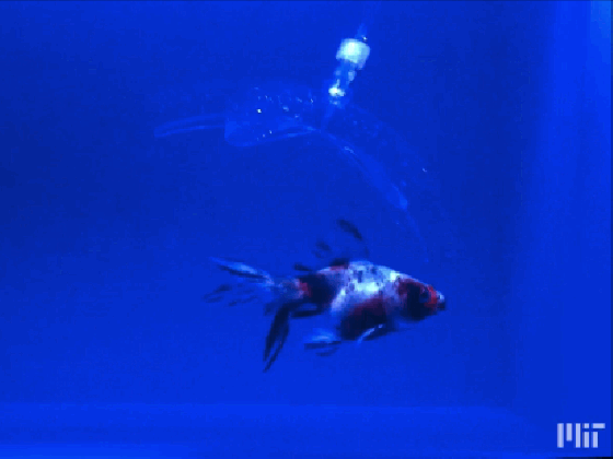 watch this invisible robot grab a fish out of the blue the verge medium