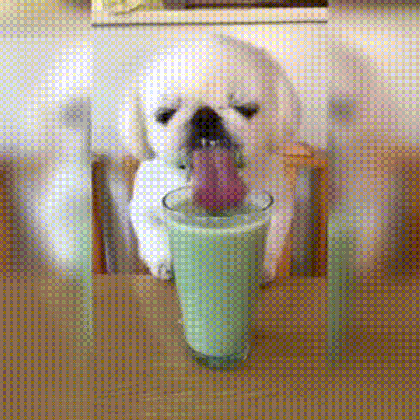 little dog eating a smoothie gifs medium