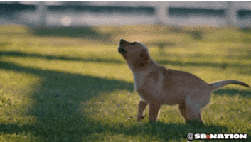 happy golden retriever gif by sb nation find share on giphy medium