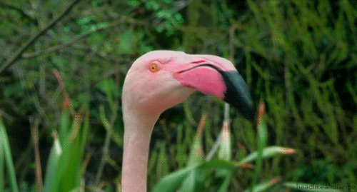 flamingo what gif find share on giphy medium