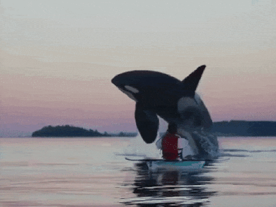 breaching orca gives vancouver island kayaker a thrill medium