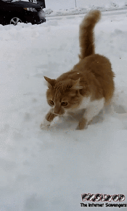 payback time funny cat and dog in the snow gif pmslweb medium