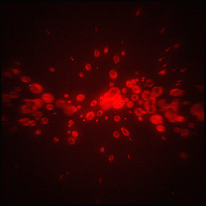 glow red blood cells gif by erica anderson find share medium