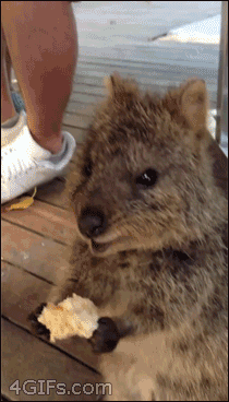 a quaka eating lunch lunches animal and quokka medium