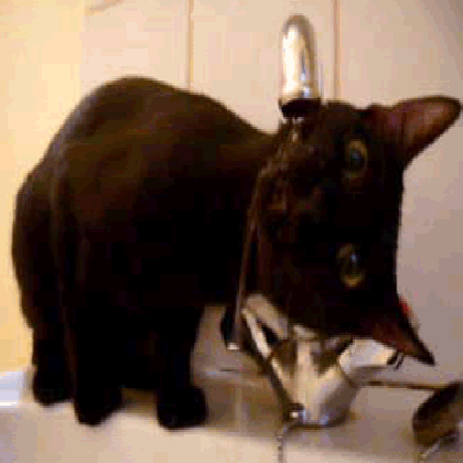 gif thirst animated on gifer tons of cat drinking water medium