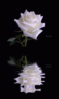 white rose animated pictures myniceprofile com medium