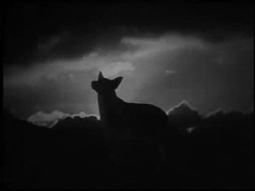 howling night sky gif by hoppip find share on giphy medium