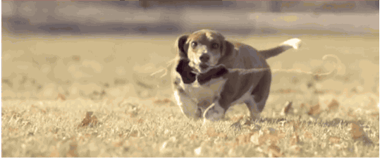 cute animal gifs that will not fail to make you smile medium