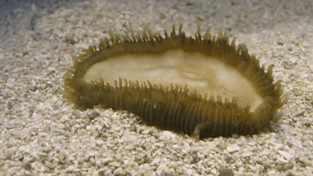 amazing time lapse photography reveals secret life of corals daily medium