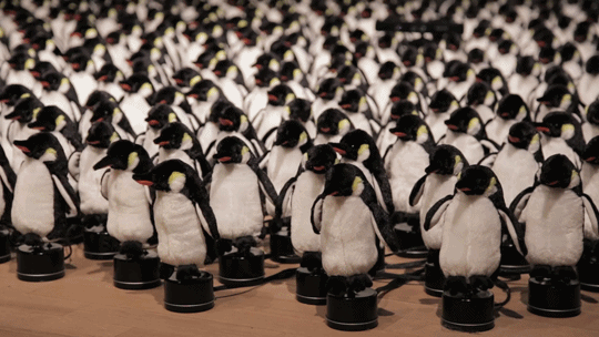 penguins mirror an interactive installation featuring 450 medium
