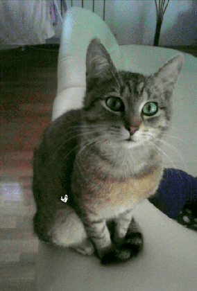 happy birthday cat gif find share on giphy medium