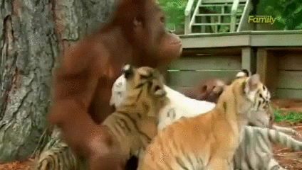 new trending gif on giphy via ifttt friends monkey tiger animal medium