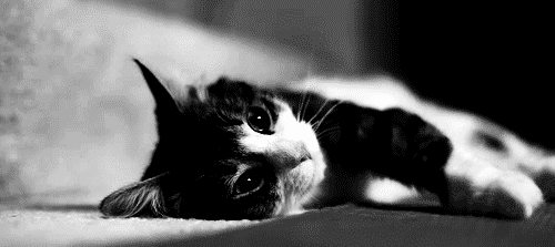 cute cat gif tumblr animated gif 1263720 by nastty on medium
