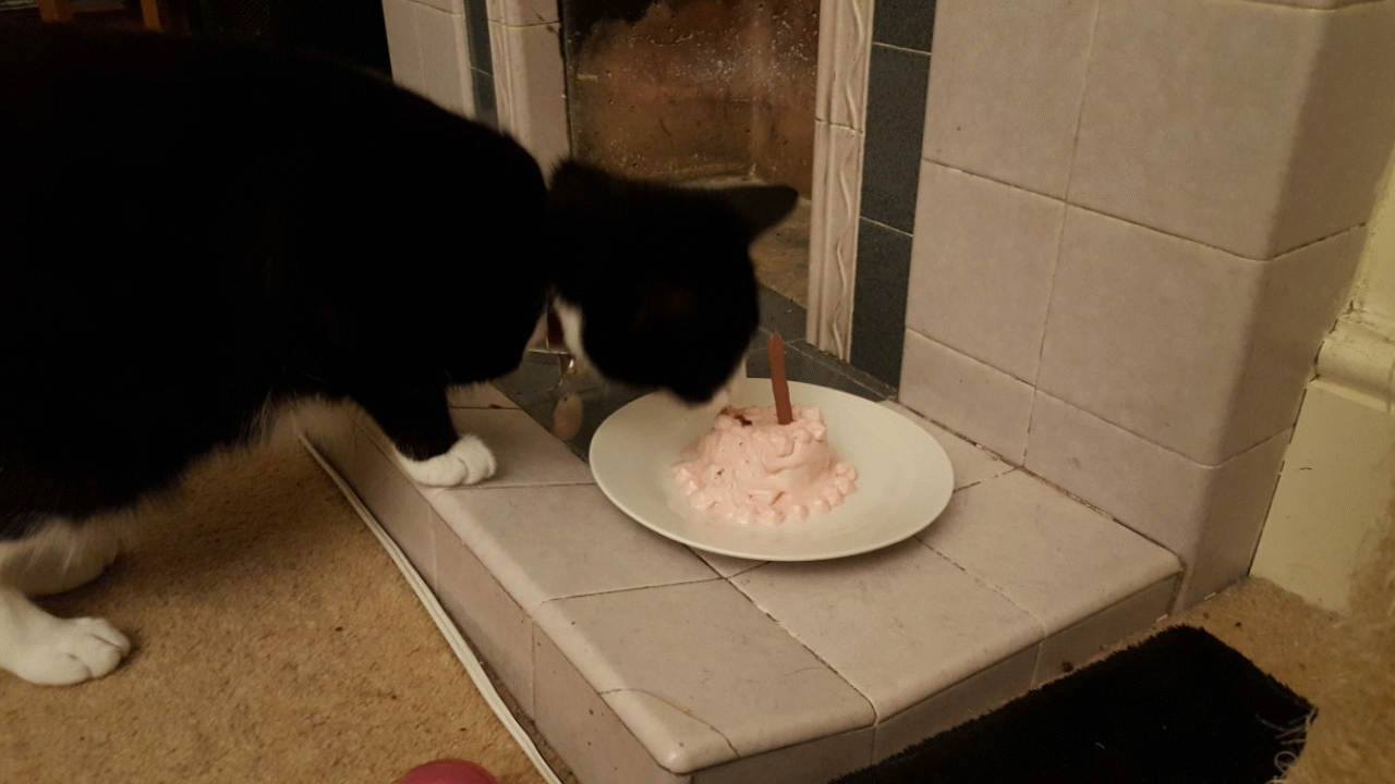 my cat is 2 i made her a tuna cake with cream cheese for icing and medium