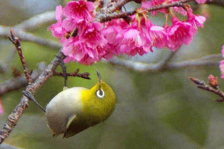 ryukyu life bird in the flowers gif and some words about medium
