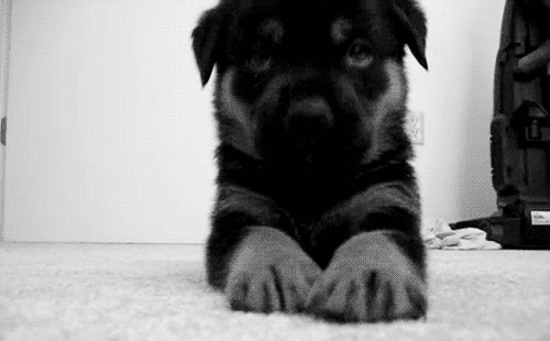 black and white cute puppy gif wifflegif medium