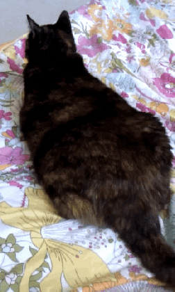 infinite cat gif find share on giphy medium