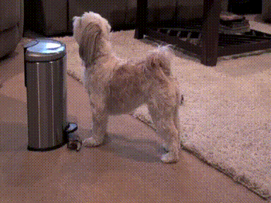 funny pets helping with the house cleaning bored panda medium