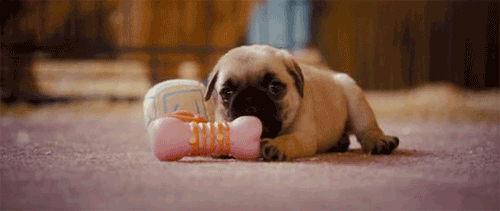 nom that toy baby pug gif at the source pugs medium