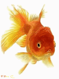 best goldfish gifs primo gif latest animated gifs medium