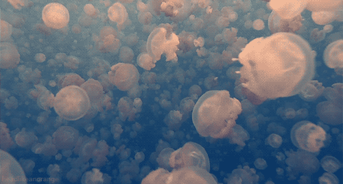 exposici n jellyfish medusa taringa medium