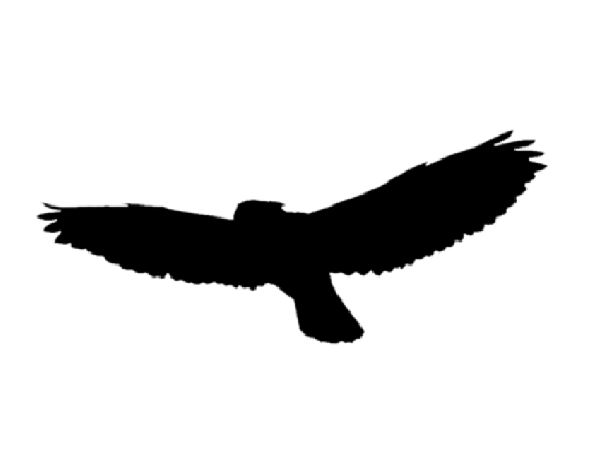 black bird flying gif medium