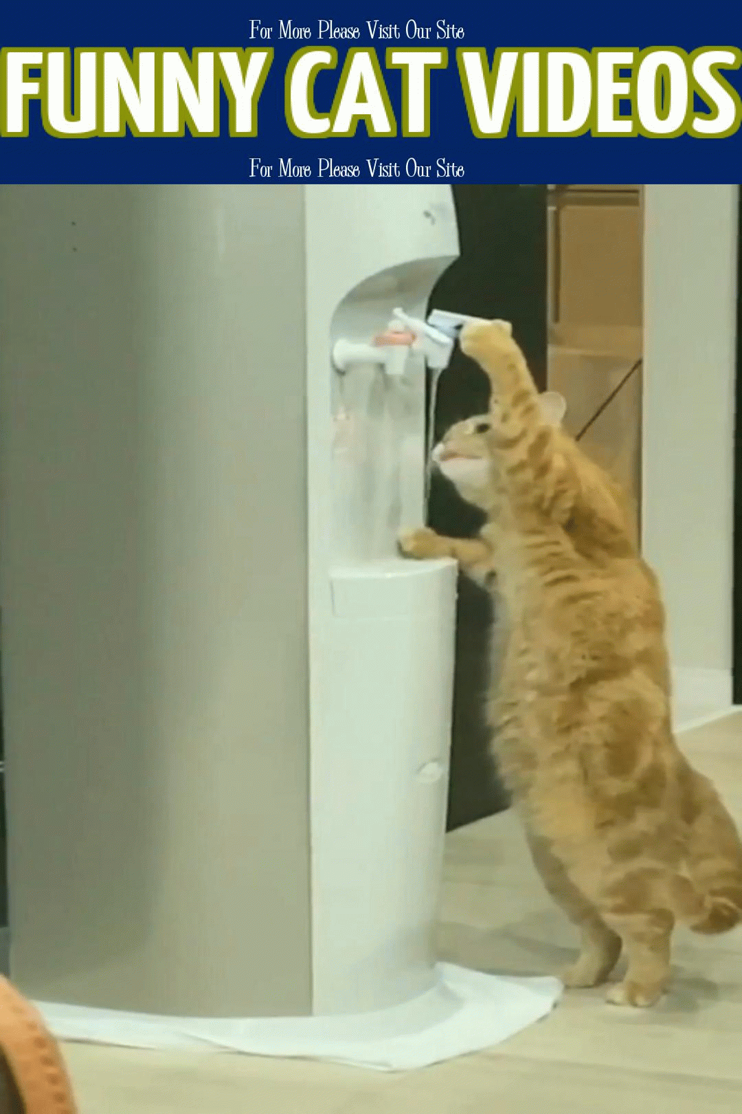 funny cat videos tons of drinking water gif medium