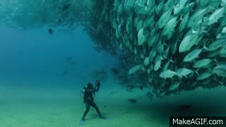 this underwater tornado of trevally fish will mesmerize you red medium