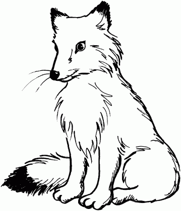 baby fox drawing at getdrawings com free for personal use baby fox medium