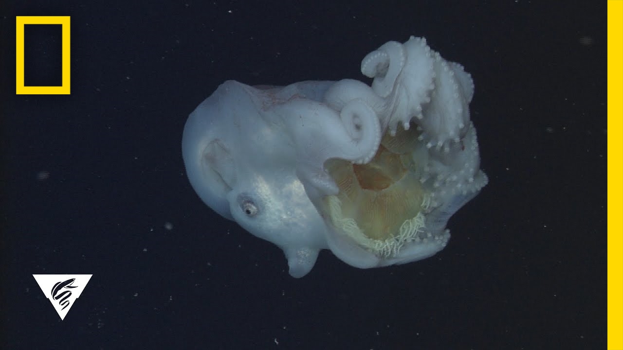 giant deep sea octopus devours jellyfish and keeps the stingers medium
