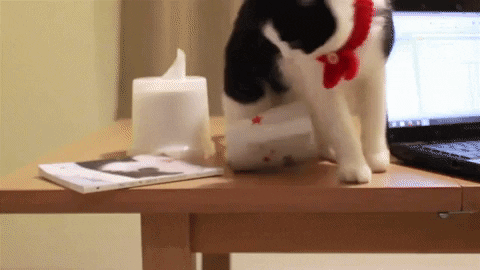 evil kitty gifs get the best gif on giphy medium