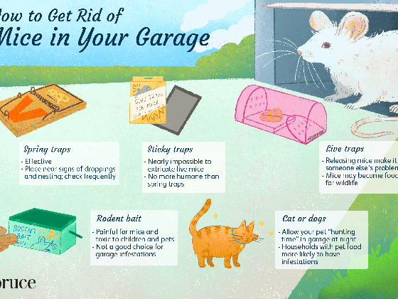 how to get rid of mice in your garage animated barn cat medium
